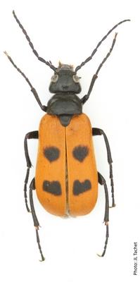 Réf. 299 889 : Euzonitis quadrimaculata
